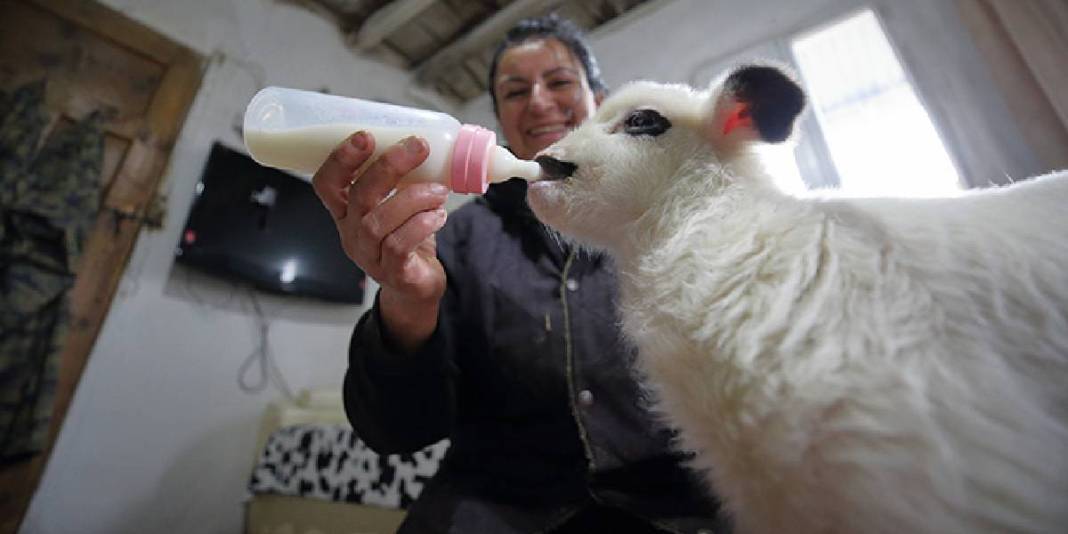 Şehirden sıkıldı köye kaçtı: 85 hayvanıyla ekonomiye katkı sağlıyor 6